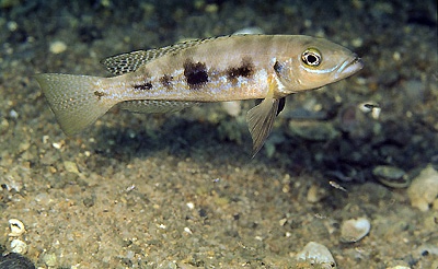 Lepidiolamprologus attenuatus 'Kipili'